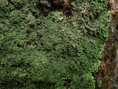 Pannaria minutiphylla