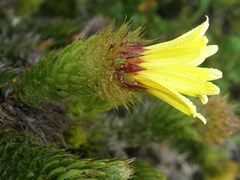 Cullumia carlinoides