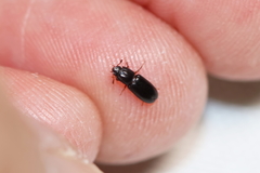 Aulonium parallelopipedum