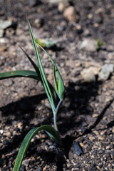Calochortus amabilis