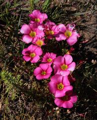 Oxalis glabra