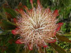 Protea susannae