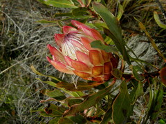 Protea susannae