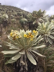 Espeletia pycnophylla