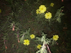 Oenothera pubescens