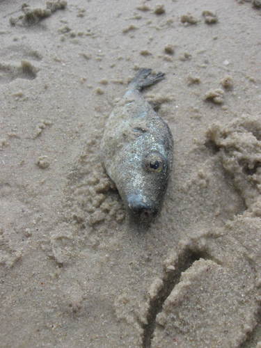 Pelagocephalus marki