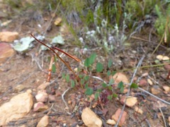 Indigofera sp3