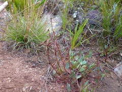 Indigofera sp3