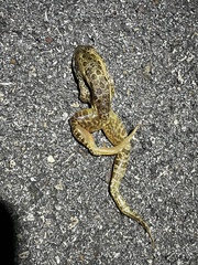 Lithobates areolatus