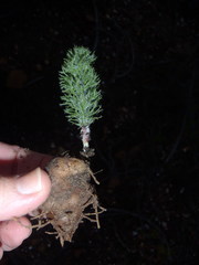 Eriospermum paradoxum