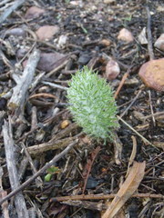 Eriospermum paradoxum