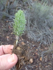 Eriospermum paradoxum