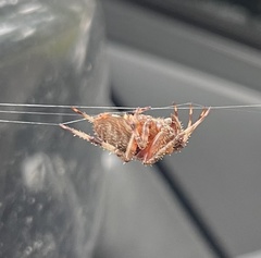 Neoscona crucifera