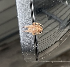 Neoscona crucifera