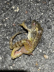 Lithobates areolatus
