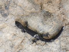 Sphaerodactylidae