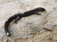 Sphaerodactylidae