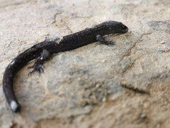 Sphaerodactylidae