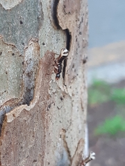 Termitidae
