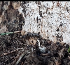 Termitidae