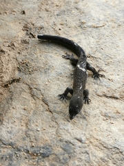 Sphaerodactylidae