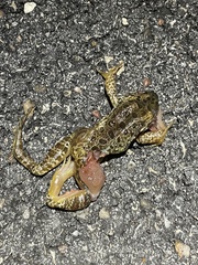 Lithobates areolatus