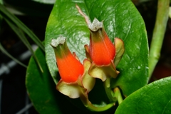 Macleania pentaptera