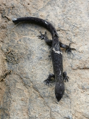 Sphaerodactylidae