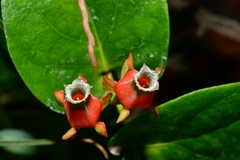 Macleania pentaptera