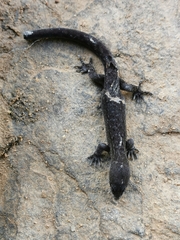 Sphaerodactylidae
