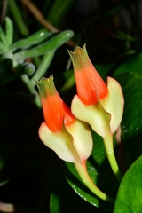 Macleania pentaptera