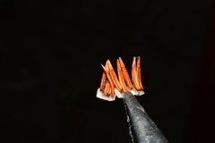 Macleania pentaptera