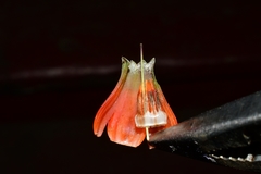 Macleania pentaptera
