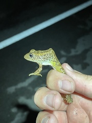 Lithobates areolatus