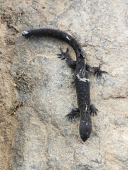 Sphaerodactylidae