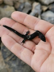 Sphaerodactylidae