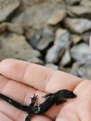 Sphaerodactylidae