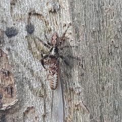 Euophryini