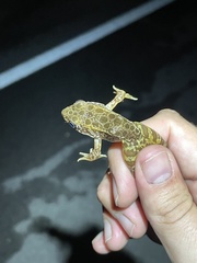 Lithobates areolatus