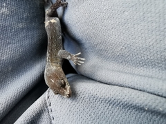 Sphaerodactylidae