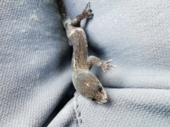 Sphaerodactylidae