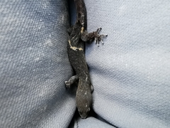 Sphaerodactylidae
