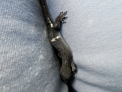 Sphaerodactylidae