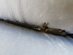 Sphaerodactylidae