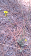 Hirschfeldia incana
