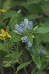 Gentiana × pallidocyanea