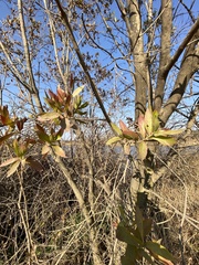 Combretum erythrophyllum