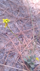 Hirschfeldia incana