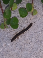 Chondromorpha xanthotricha