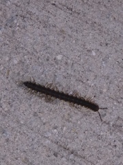 Chondromorpha xanthotricha